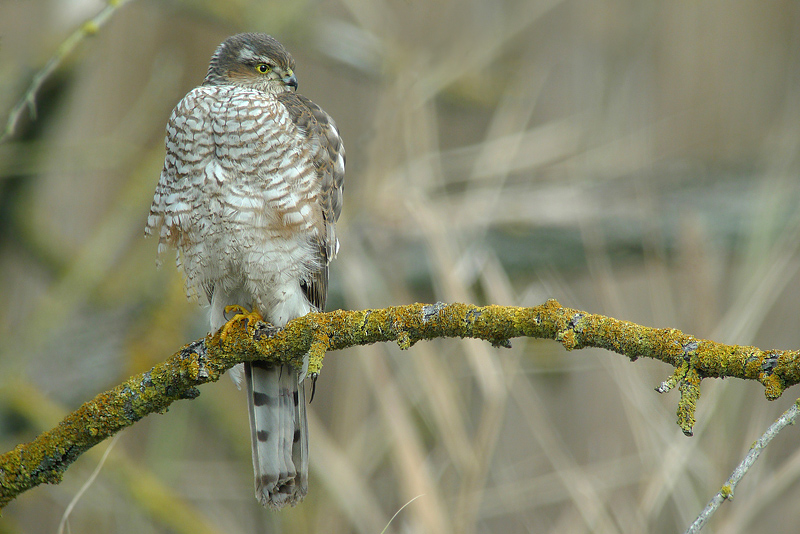 Giovane Sparviere in Digiscoping